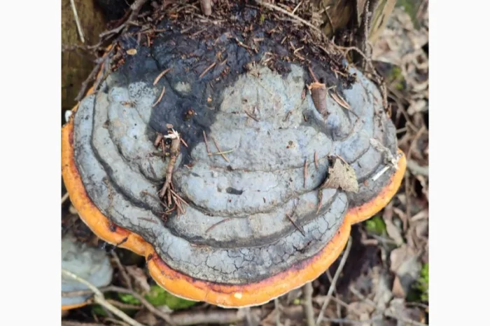 Трутовик справжній для лікування та декору- фото № 10