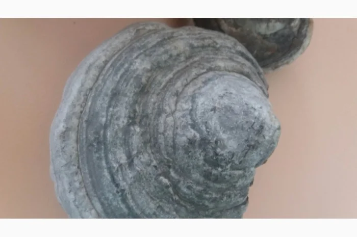 Продам трутовик справжній- фото № 3