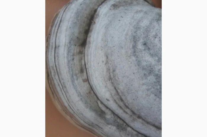 Продам трутовик справжній- фото № 4