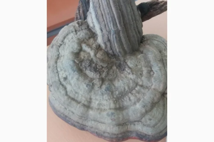 Продам трутовик справжній- фото № 5