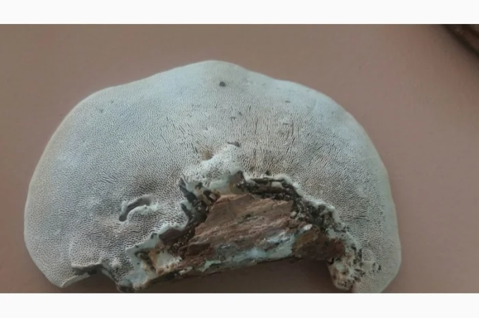 Продам трутовик справжній- фото № 6