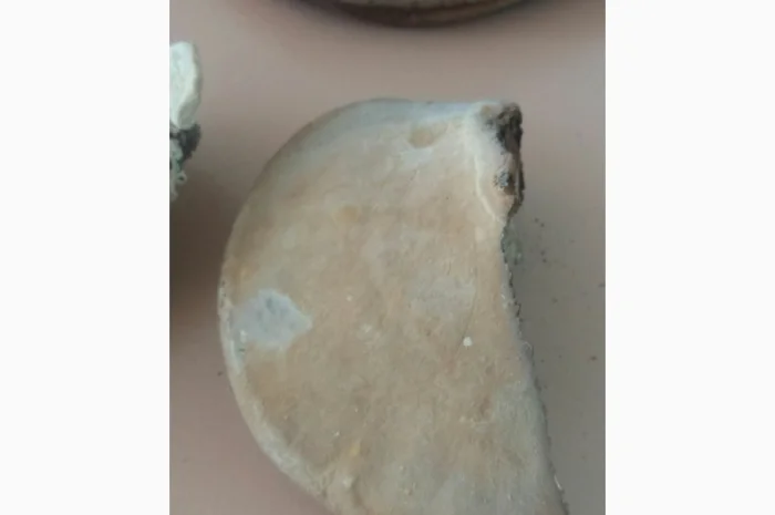 Продам трутовик справжній- фото № 7