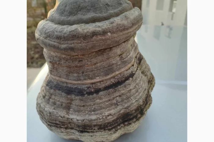 Продам трутовик справжній- фото № 1