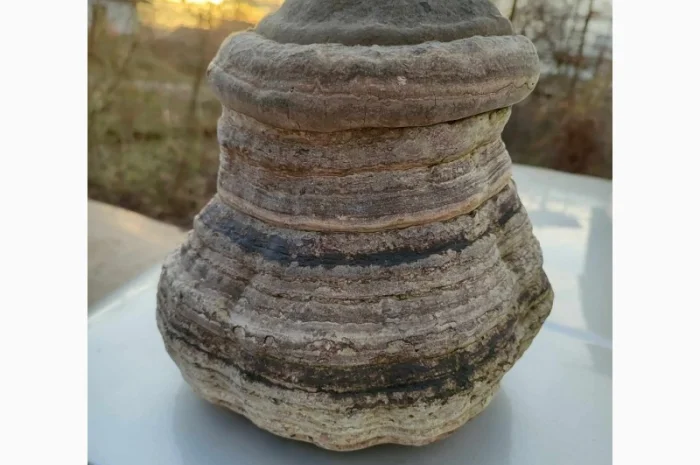 Продам трутовик справжній- фото № 8