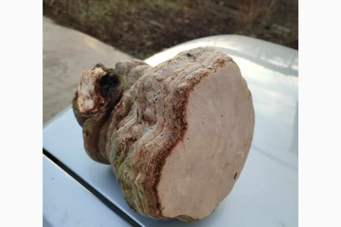 Продам трутовик справжній- фото № 9