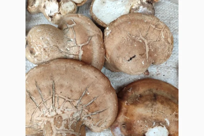 Продам трутовик березовий, або губку березову- фото № 3