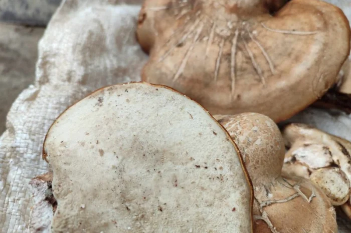 Продам трутовик березовий, або губку березову- фото № 4