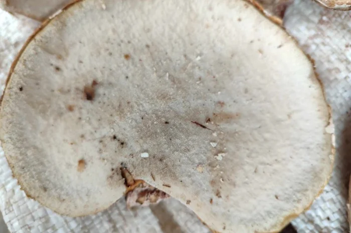 Продам трутовик березовий, або губку березову- фото № 5