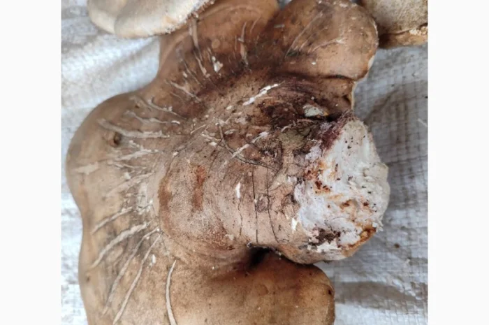 Продам трутовик березовий, або губку березову- фото № 7