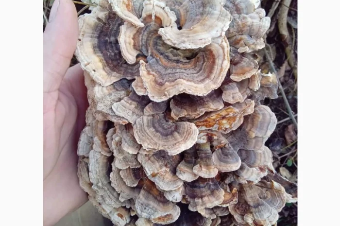 Продам гриб-трутовик траметес разноцветный- фото № 2