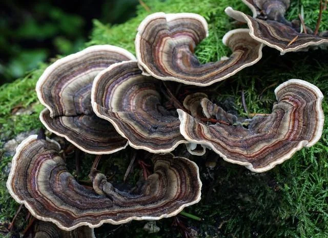 Продам гриб-трутовик траметес разноцветный- фото № 5