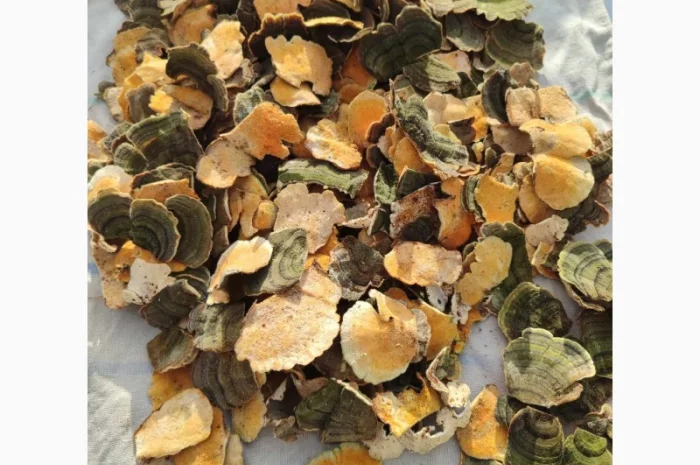 Продам гриб-трутовик траметес разноцветный- фото № 7