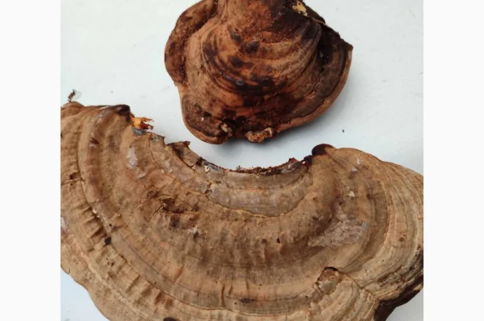 Продам трутовик плоский- фото № 2