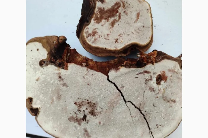 Продам трутовик плоский- фото № 4