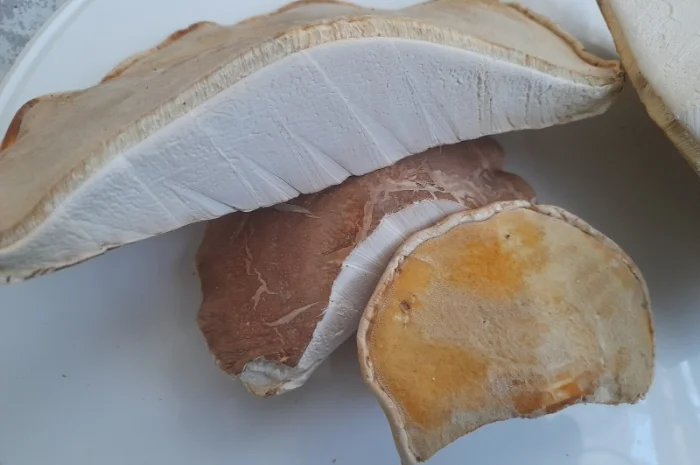 Губка березова сушена на продаж- фото № 1