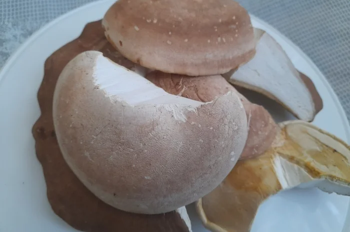 Губка березова- фото № 1