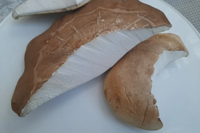 Губка березова- фото № 2