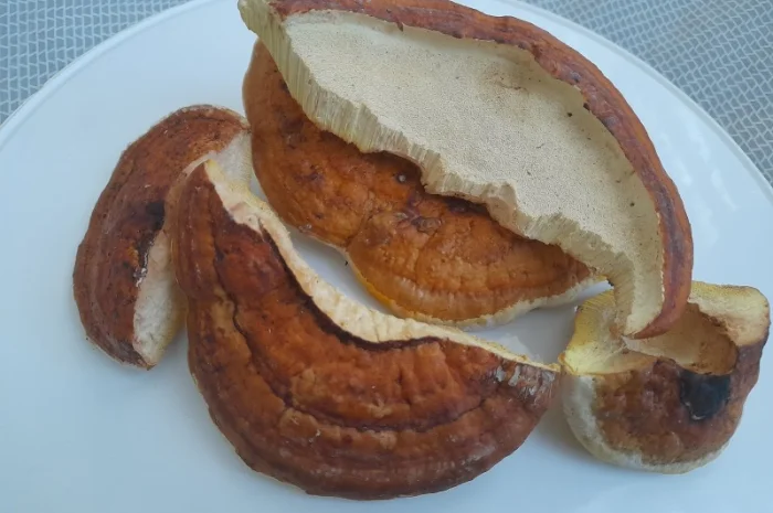 Трутовик облямований- фото № 1