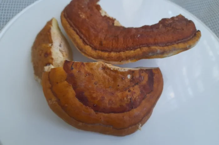 Трутовик облямований- фото № 3