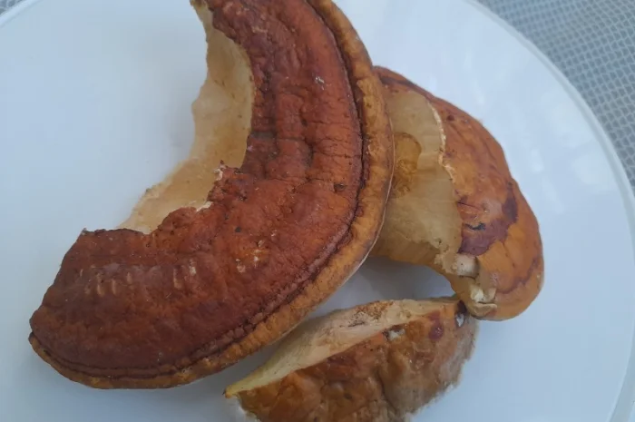 Трутовик облямований- фото № 4