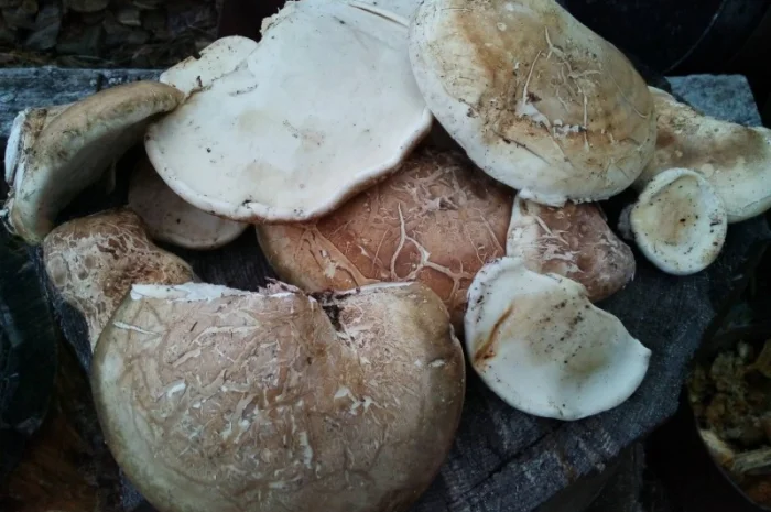 Продам трутовик березовий, губка березова (ціна за 1 кілограм)- фото № 3