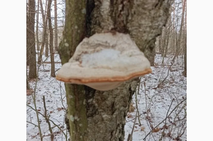 Гриб трутовик справжній, сушений- фото № 1
