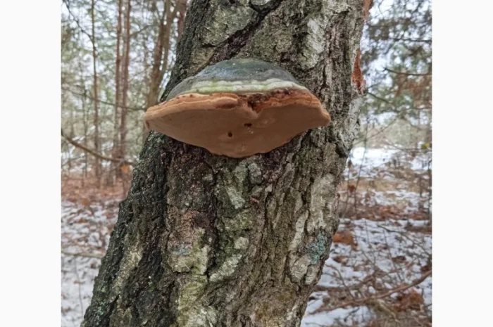 Гриб трутовик справжній, сушений- фото № 2