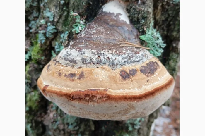 Гриб трутовик справжній, сушений- фото № 3