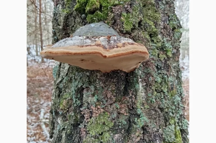 Гриб трутовик справжній, сушений- фото № 4