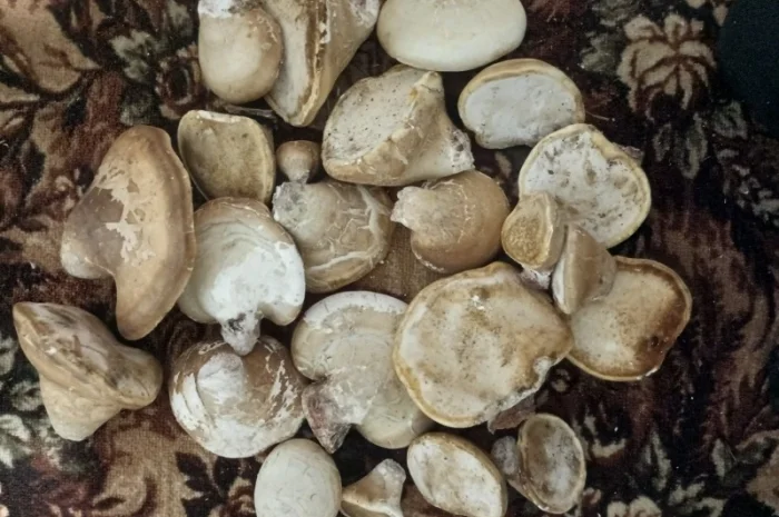 Продам трутовик Березова губка сухий- фото № 1