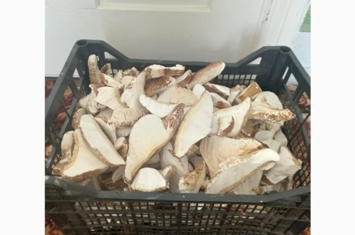 Продам трутовик Березова губка сухий- фото № 2