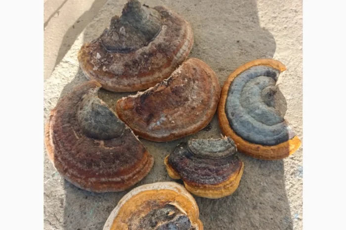 Продам трутовик Облямований- фото № 1