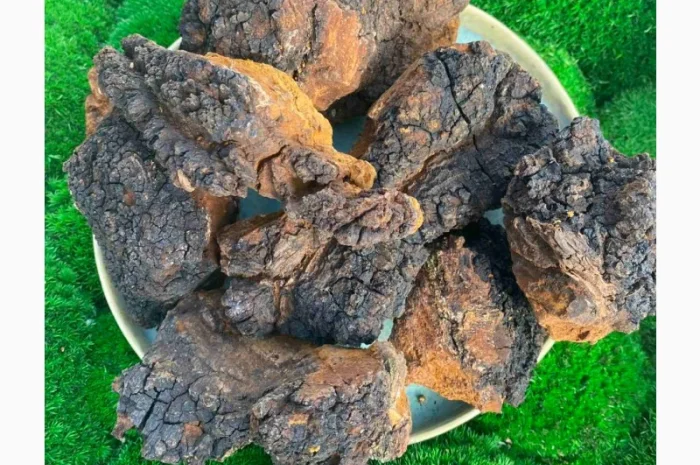 Гриб чага, сушений гриб чага- фото № 1