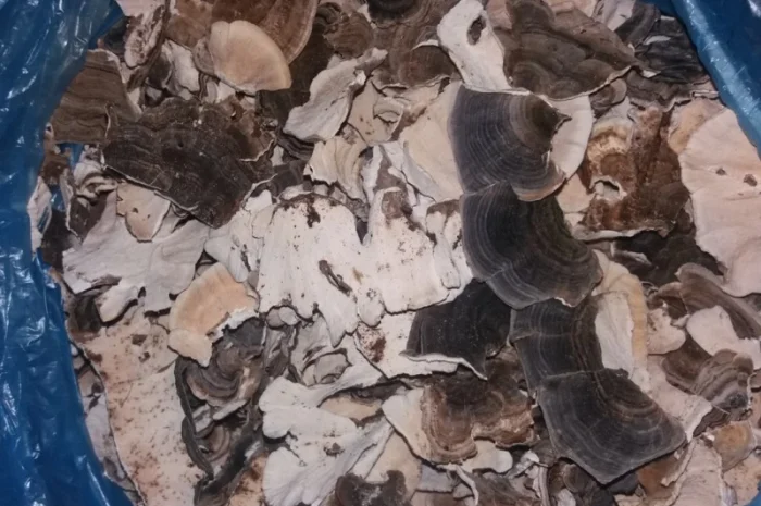 Продам траметис різнобарвний- фото № 1