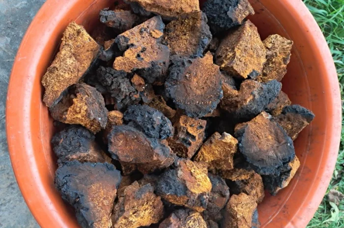 Продам березовий гриб (чага) сухий- фото № 1