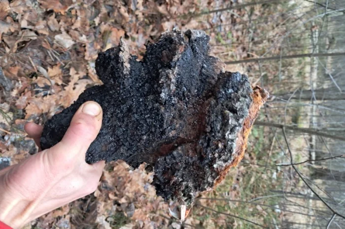 Продам березовий гриб (чага) сухий- фото № 2