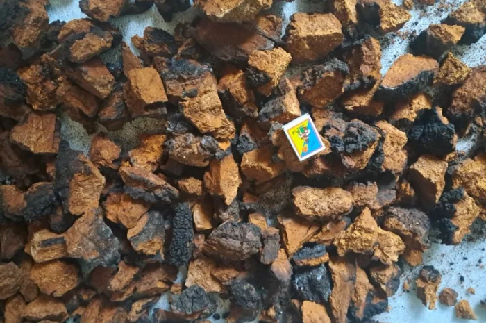 Продам березовий гриб (чага) сухий- фото № 4