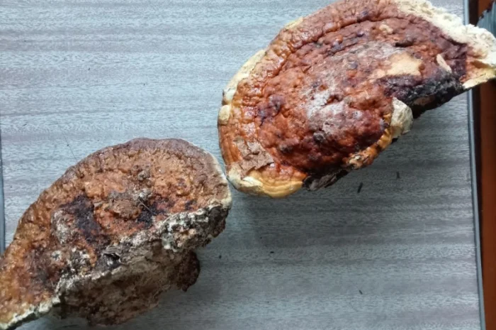 Продам гриб трутовик облямований (окаймлённый) + гриб трутовик звичайний- фото № 1