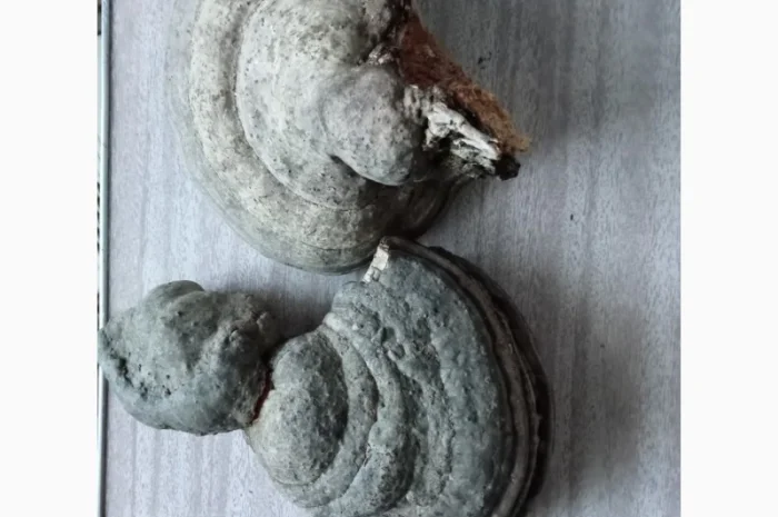 Продам гриб трутовик облямований (окаймлённый) + гриб трутовик звичайний- фото № 2