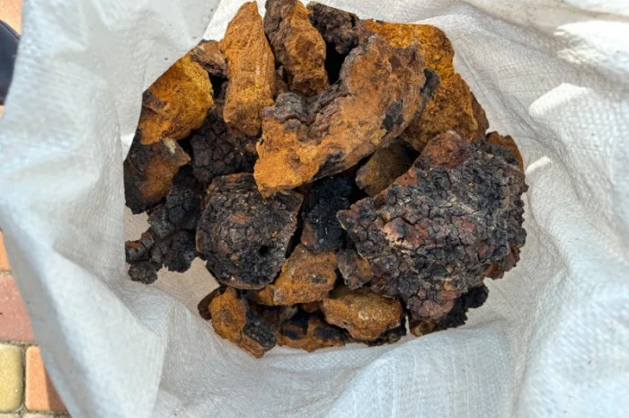 Продам гриб Чага- фото № 1