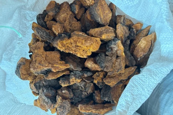 Продам гриб Чага- фото № 2