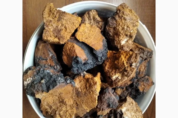 Березовый гриб - чага- фото № 1