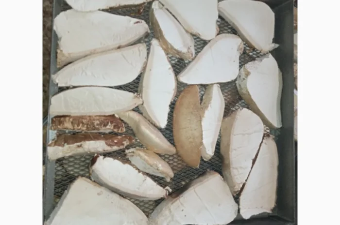 Трутовик берёзовая губка- фото № 2