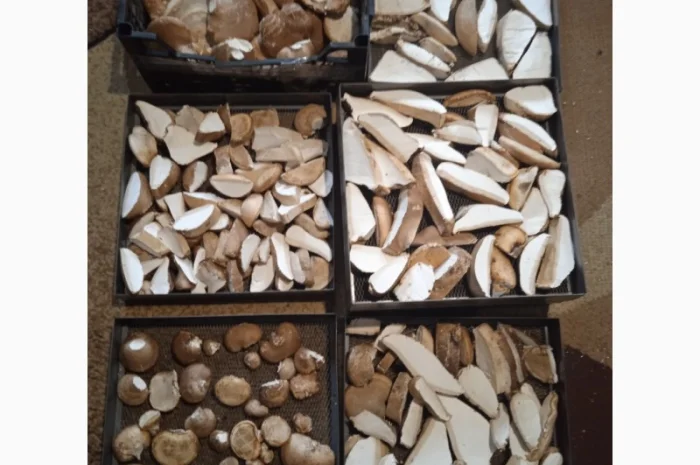 Трутовик берёзовая губка- фото № 3