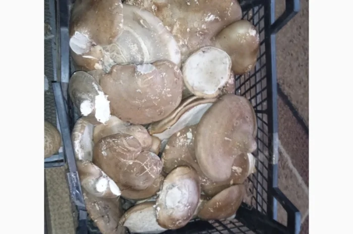 Трутовик берёзовая губка- фото № 4