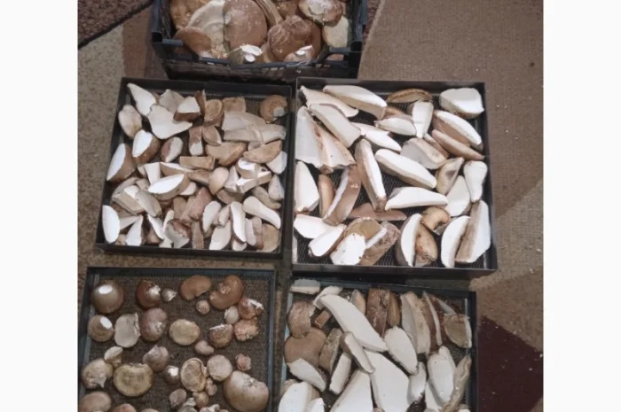 Трутовик берёзовая губка- фото № 6