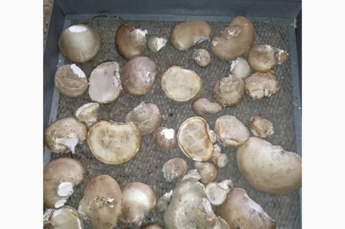 Трутовик берёзовая губка- фото № 7