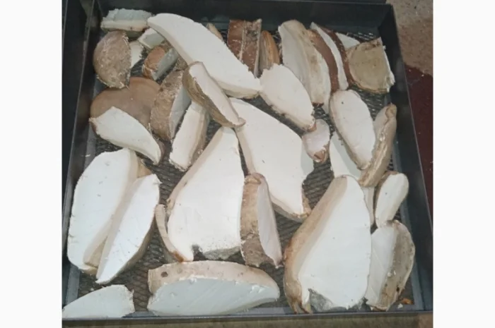 Трутовик берёзовая губка- фото № 8