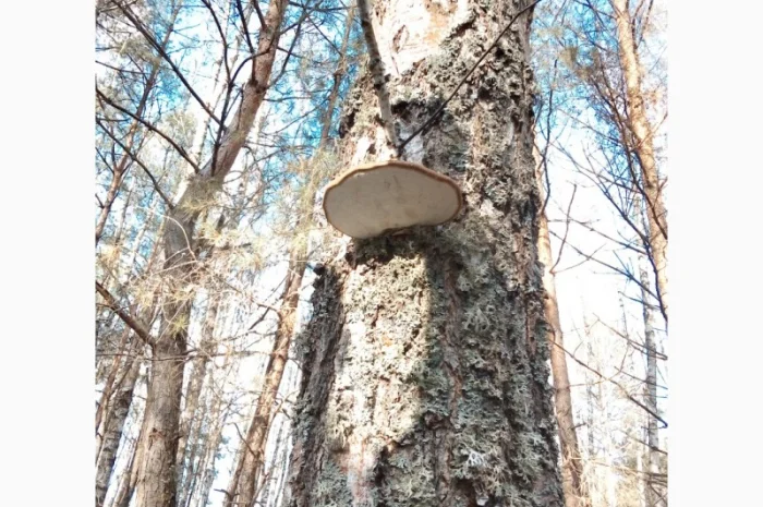 Трутовик берёзовая губка высушенная- фото № 1