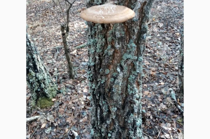 Трутовик берёзовая губка высушенная- фото № 3